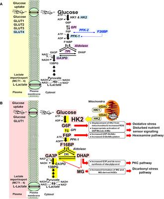 Hexokinase-linked glycolytic overload and unscheduled glycolysis in hyperglycemia-induced pathogenesis of insulin resistance, beta-cell glucotoxicity, and diabetic vascular complications